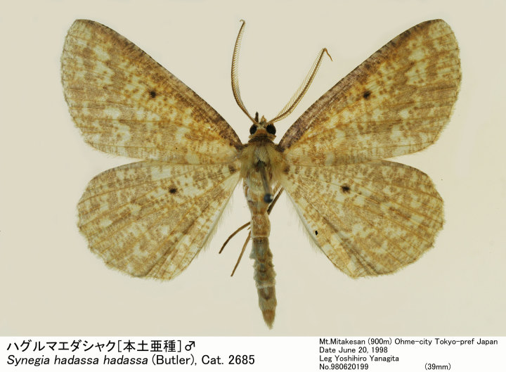 Synegia_hadassa_980620199.jpg