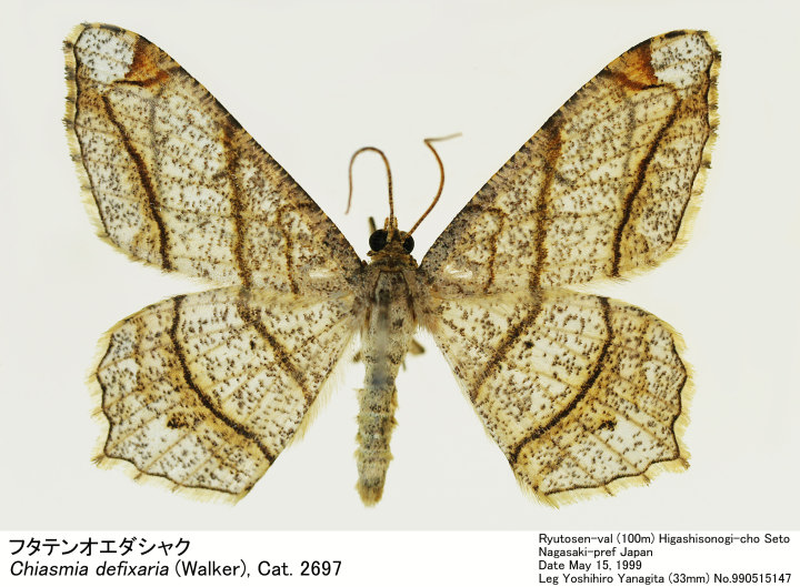 ヤミラミ 砂漠のきせき 044/053 PSA 10 1ST ED 世界に69 予約販売品】 10 PSA 044/053 砂漠のきせき ヤミラミ 1ST 世界に