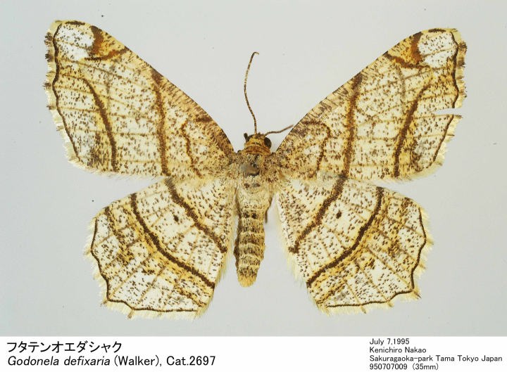 オストハイマー　シカ　アナグマ　ネコ　イヌ　カササギ　ニワトリ HANSA（ぬいぐるみ） BH4198 オンドリ HANSA おんどり 雄鳥