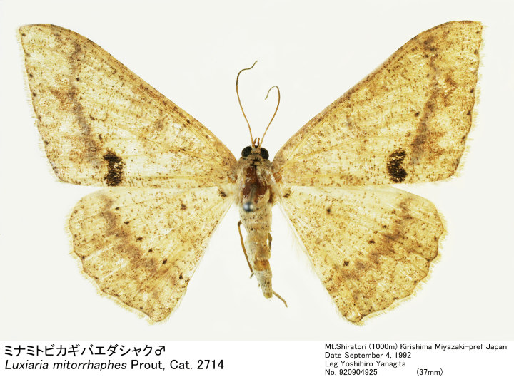 Luxiaria_mitorrhaphes_92090492
