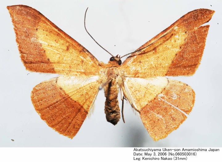 Pseudonadagara_semiclor_060503