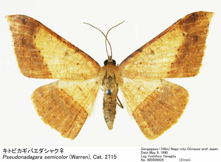 ochimaruページ（2点） Pseudonadagara_semicolor_90050