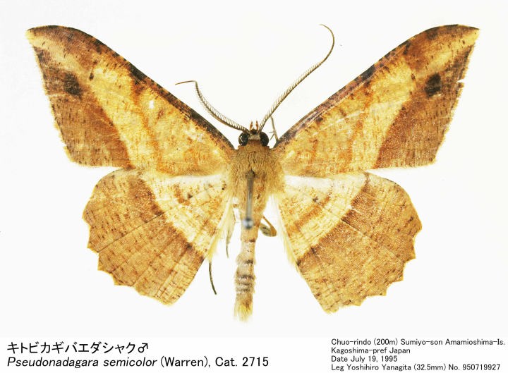 【きれいめファッション51選】上品さと清潔感をキープし Pseudonadagara_semicolor_95071 その他
