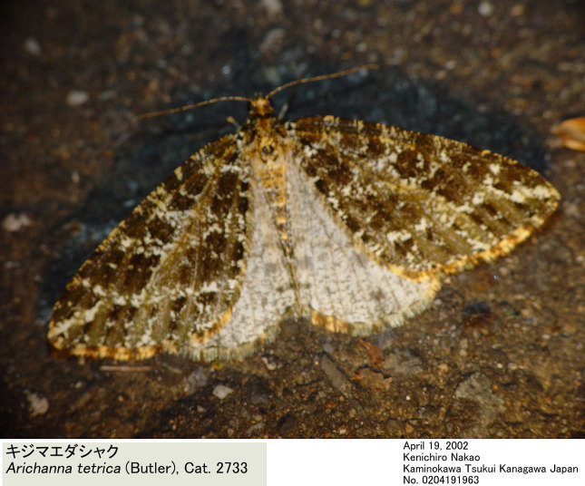 Arichanna_tetrica_0204191963.jpg