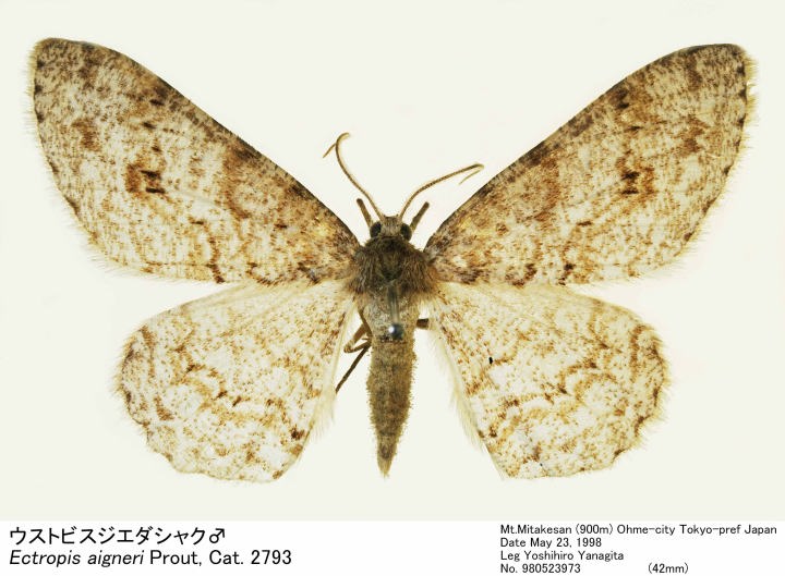 Ectropis_aigneri_980523973.jpg