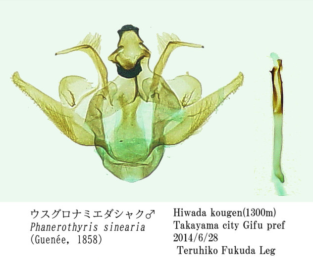 ロメオ種子 発芽 参考画像 Eriobotrya japonica (Thunb.) Lindl. cv. Fusahime ビワ cv. 房