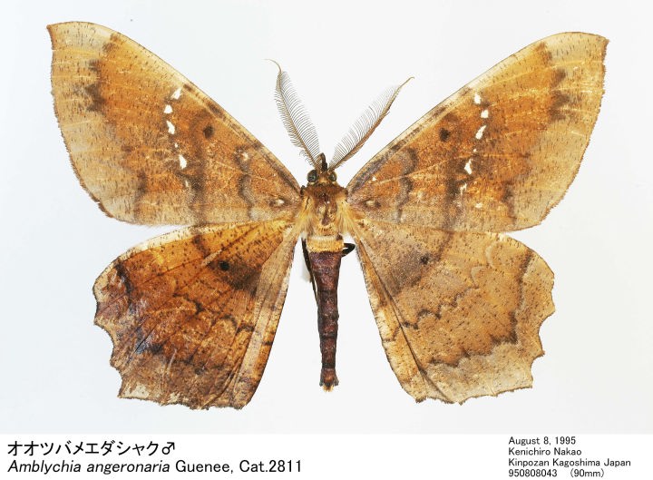 Amblychia_angeronaria_95080804