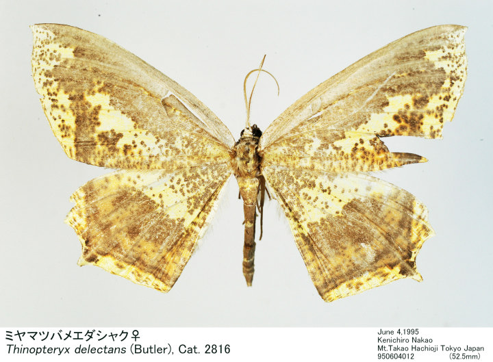 Thinopteryx_delectans_95060401