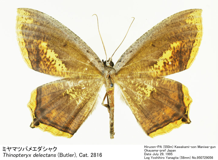 Thinopteryx_delectans_95072905