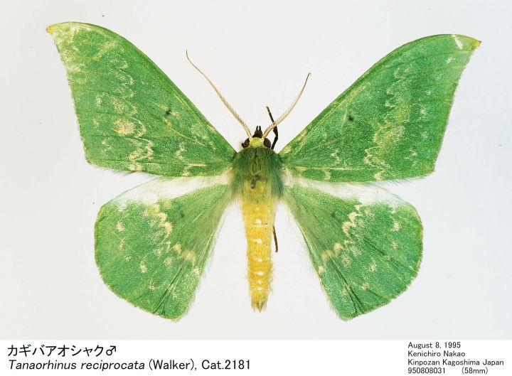 Amazon.co.jp: 01)不可非売品紅海アカバ湾産ヒドロ虫類5種/皇居