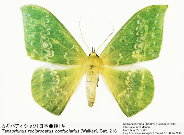 Tanaorhinus_reciprocatus_98052