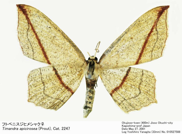 Timandra_apicirosea_010527588.jpg