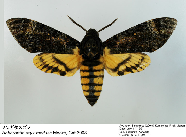 Acherontia_styx_910711296.jpg