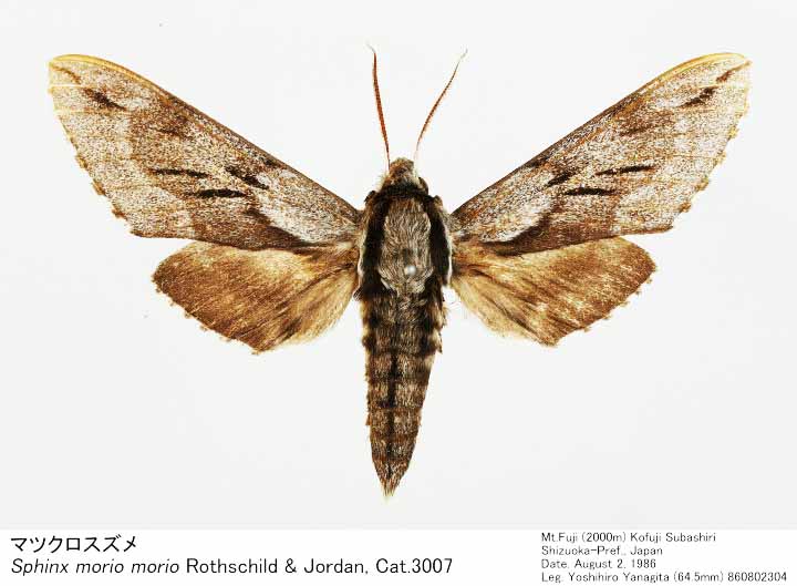 Sphinx_morio_860802304.jpg Sphinx_morio_860802304.jpg