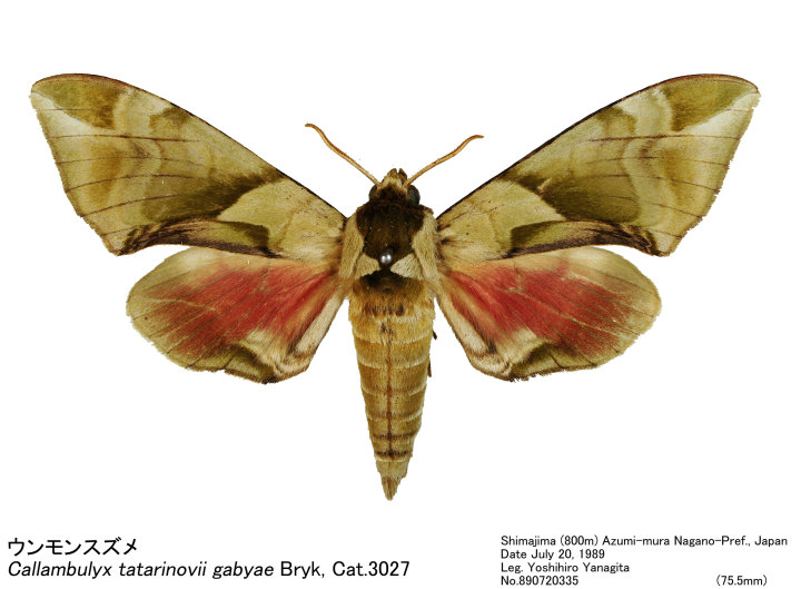 Callambulyx_tatarinovii_890720