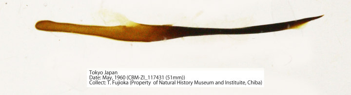 CBM-ZI_117431-2.jpg
