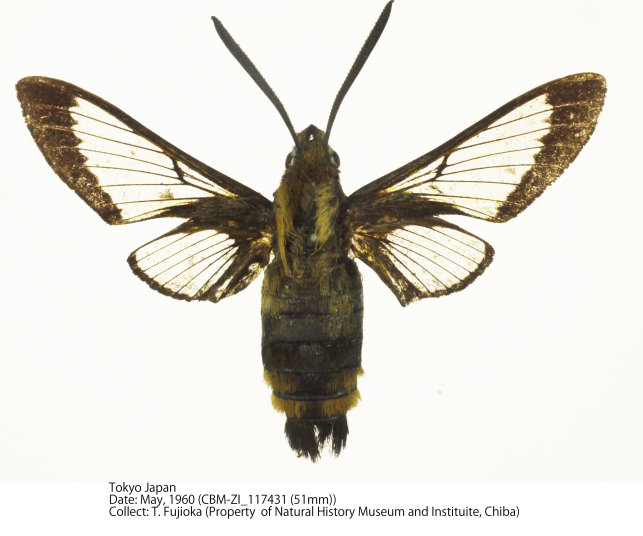 ヨーロッパ産 スキバホウジャク ペア Hemaris ottonis CBM-ZI_117431.jpg