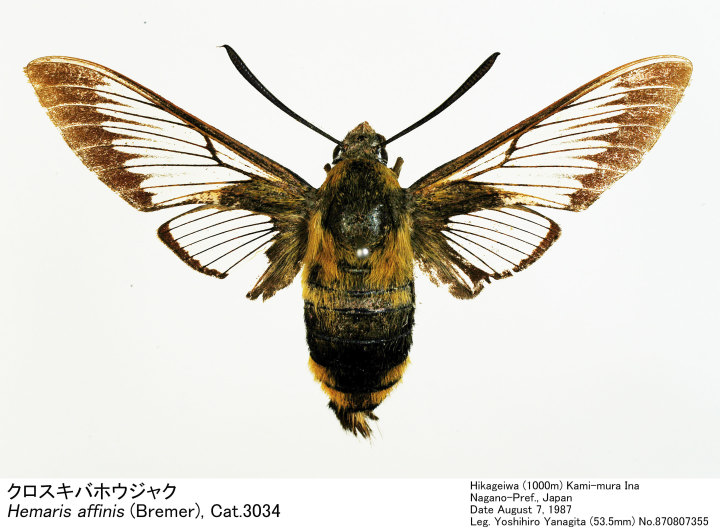 Hemaris_affinis_870807355.jpg