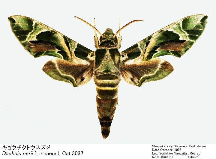 Daphnis_nerii_981000361.jpg