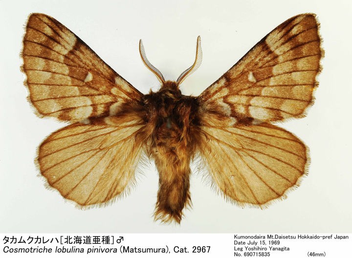 【中古】 キネマ・ルナティカ/偕成社/イタガキノブオ 名和昆虫博物館』 | 日々 | 直球勝負！大澤広樹 | TOKAI RADIO