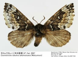 Cosmotriche_lobulina_990717841