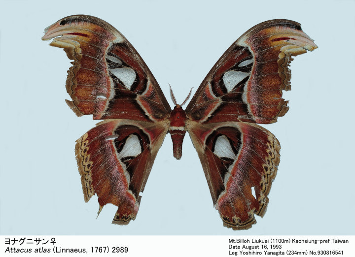 Attacus_atlas_930816541.jpg