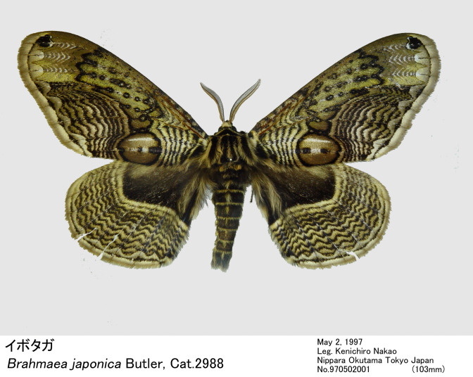 Brahmaea_japonica_970502001.jpg