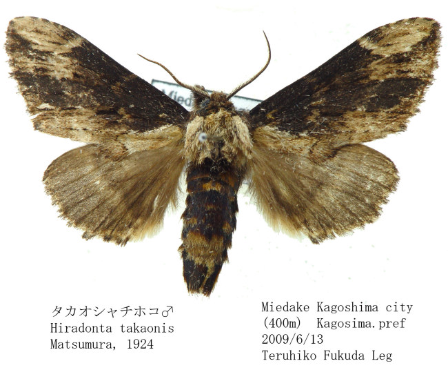 Hiradonta_takaonis-M.jpg
