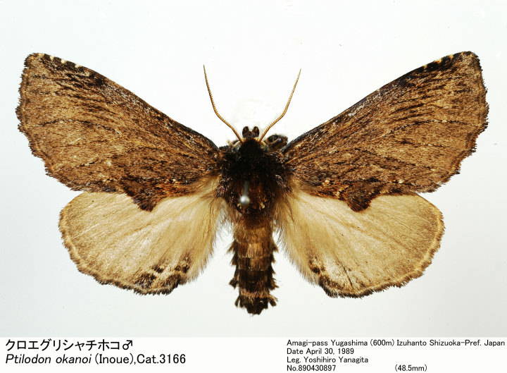 Ptilodon_okanoi_890430897.jpg