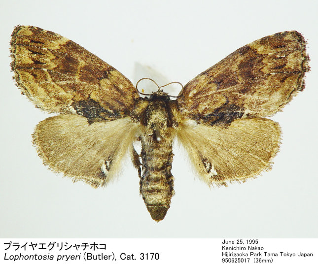 Lophontosia_pryeri_950625017.jpg