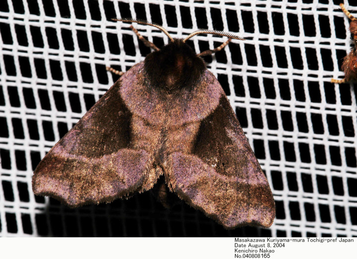 モフモフの立て髪のゴリラコガネ⑧標本 <1215z昆虫標本