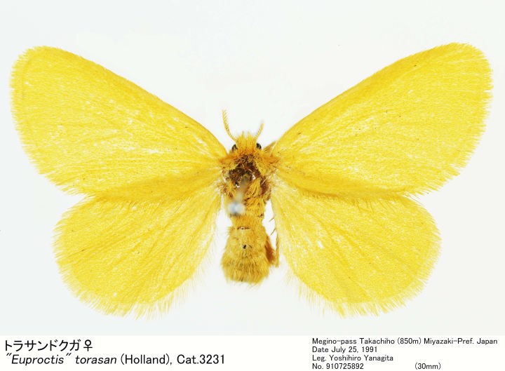 Euproctis_torasan_910725892.jpg