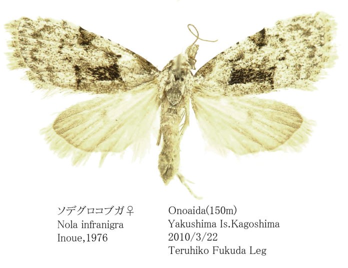 【イボンヌ【断舎利】プロフ見て】1gen_タンドラ　EAGLE EYES AF_2.jpg