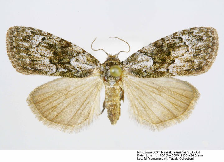 ロメオ種子 発芽 参考画像 ロメオ種子 発芽 参考画像