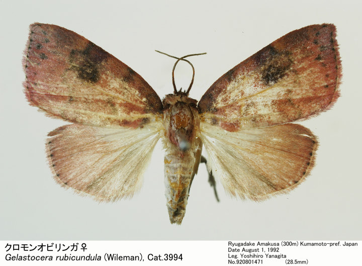 Gelastocera_rubicundula_920801 