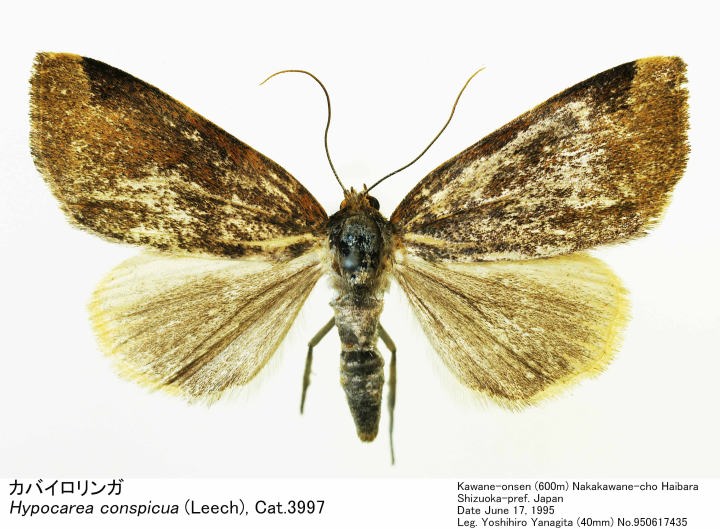 Hypocarea_conspicua_950617435.jpg