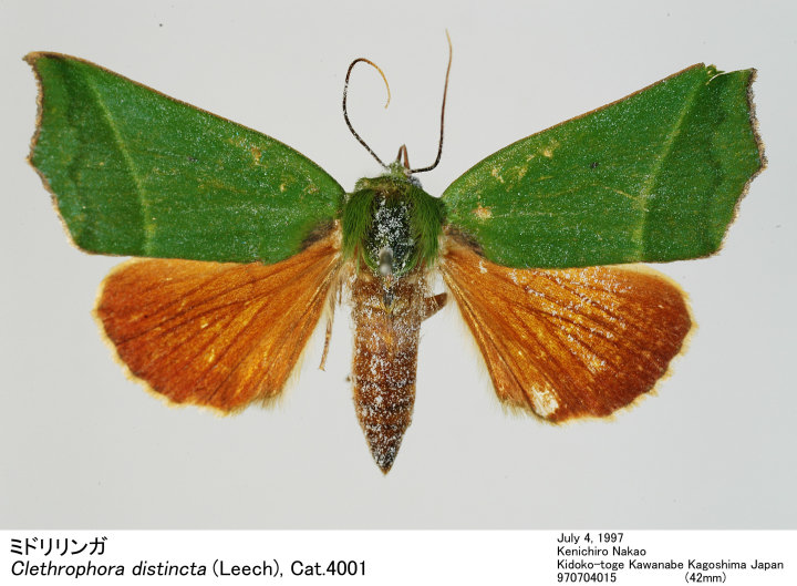 Clethrophora_distincta_9707040