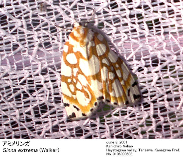 性的差異のエチカ Sinna_extrema_0106090503.jpg