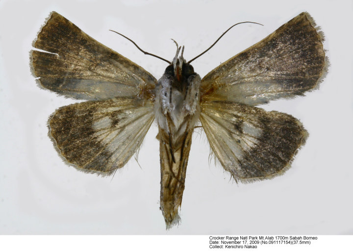 Macrobarasa_xantholopha_091117