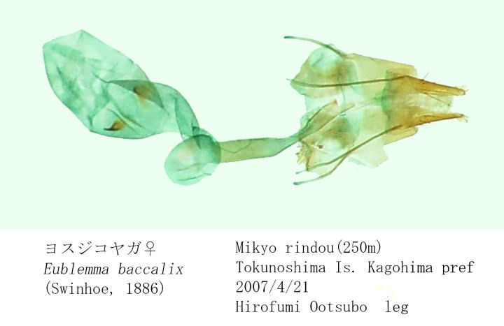 Kishida Y et al.,. 2011, The Standard of Moths in Japan II 204