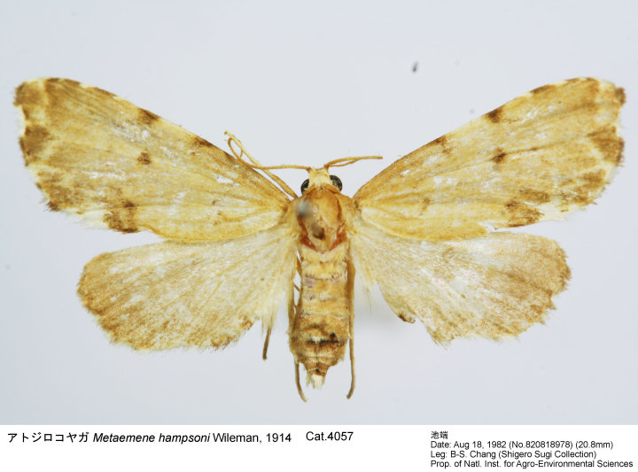 Metaemene_hampsoni_820818978.jpg