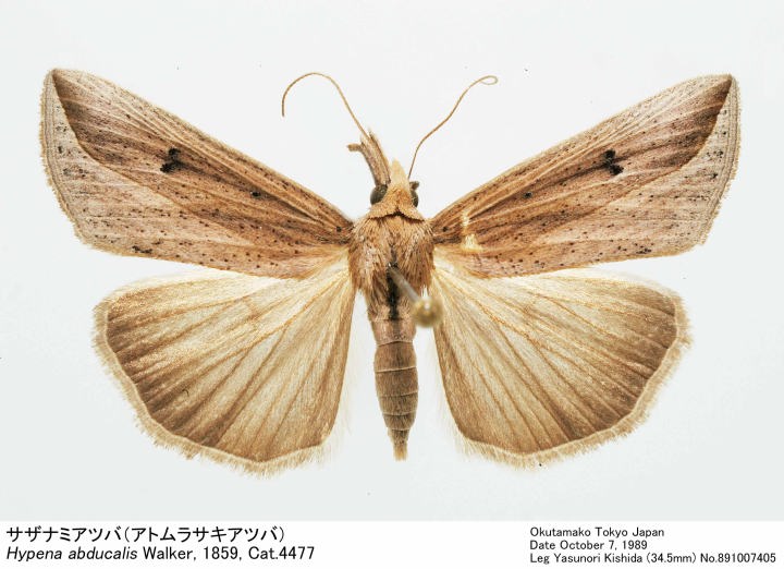 チャールトンウスバ原亜種　雌 1/5希少・浙江省産！天然（Sinodorcus)ドルクス サワイ原名亜種