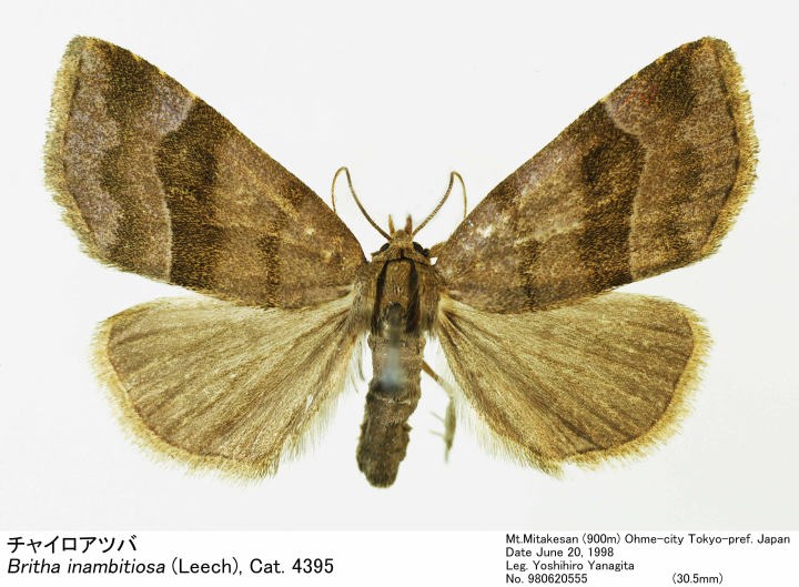 Britha_inambitiosa_980620555.jpg