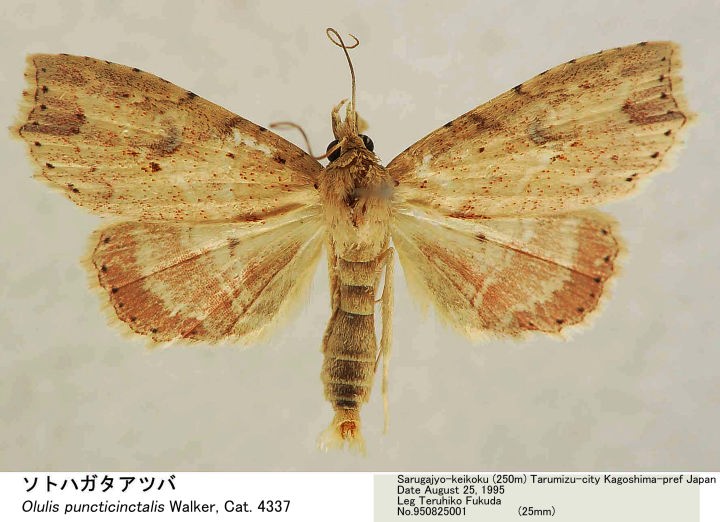 Olulis_puncticinctalis_9808250