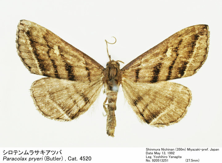 Paracolax_pryeri_920513251.jpg