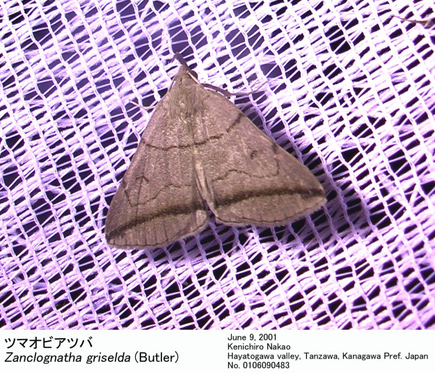 Zanclognatha_griselda_01060904