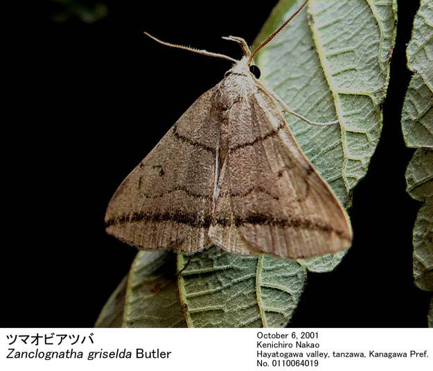 Zanclognatha_griselda_01100640