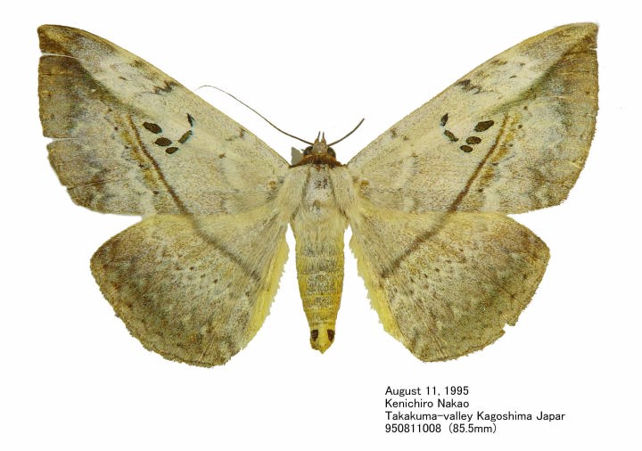 Hypopyra_vespertilio_950811008.jpg