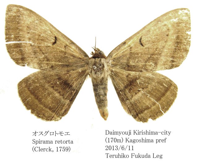 オリエンタルパープルトモエガ　標本 オリエンタルパープルトモエガ 標本 （四月之花- 港油麻藤）