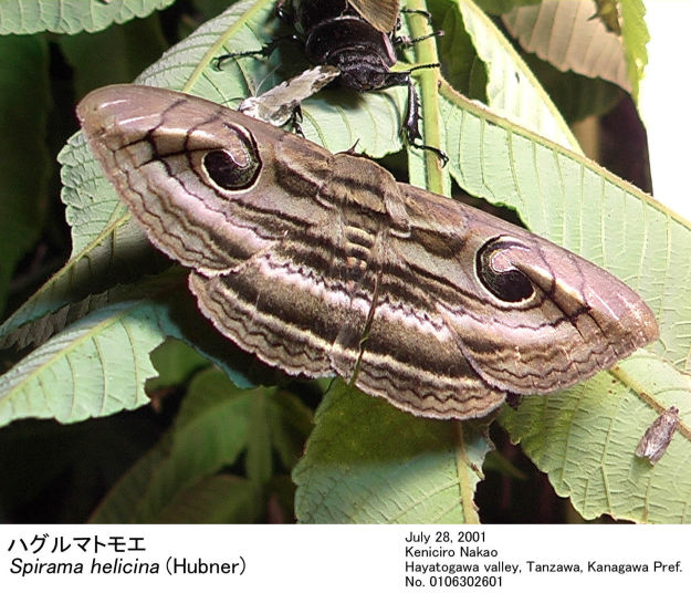 オリエンタルパープルトモエガ　標本 Spirama_helicina_0107282601.jpg